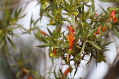 Eremophila duttonii