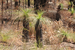 Xanthorrhoea johnsonii