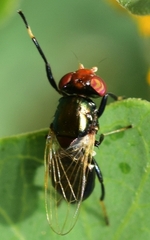 Physiphora alceae
