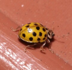 Psyllobora vigintiduopunctata