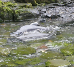 Oncorhynchus gorbuscha