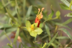 Eremophila duttonii