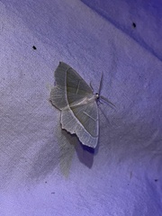 Campaea margaritaria