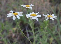 Tanacetum corymbosum