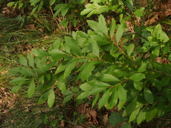 Ilex verticillata