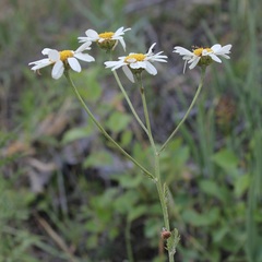 Tanacetum corymbosum