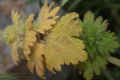 Lamium