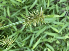 Cyperus odoratus