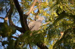 Patagioenas maculosa