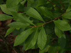 Ilex verticillata