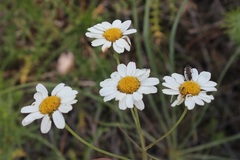 Tanacetum corymbosum