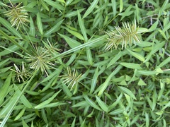 Cyperus odoratus