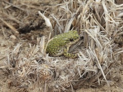 Anaxyrus debilis