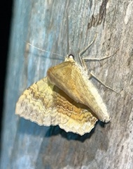 Camptogramma bilineata