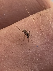 Aedes albopictus