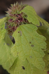 Lamium