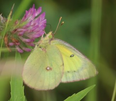 Colias philodice