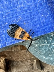 Calopteron terminale