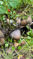 Coprinopsis atramentaria