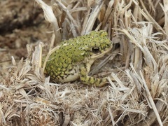 Anaxyrus debilis
