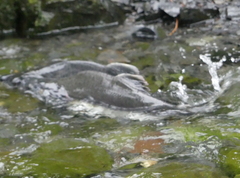 Oncorhynchus gorbuscha