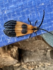 Calopteron terminale