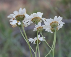 Tanacetum corymbosum