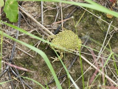 Anaxyrus debilis