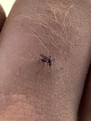 Aedes albopictus