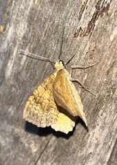 Camptogramma bilineata