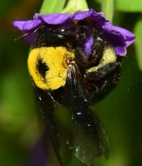 Xylocopa pubescens