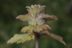 Lamium