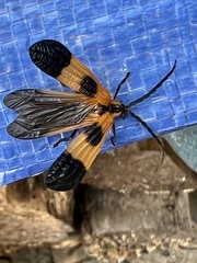 Calopteron terminale