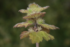 Lamium