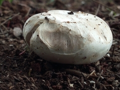 Agaricus campestris