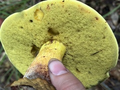 Baorangia bicolor