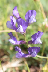 Vicia onobrychioides image