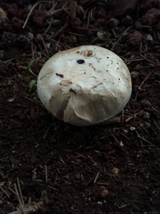 Agaricus campestris