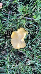 Cantharellus