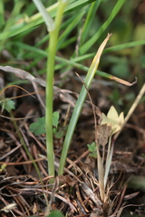 Ornithogalum baeticum