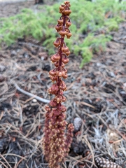 Pterospora andromedea