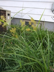 Cyperus esculentus