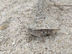 Trimerotropis maritima