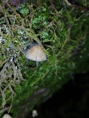 Spinellus fusiger