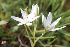 Ornithogalum baeticum