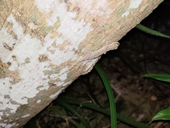 Hemidactylus bowringii