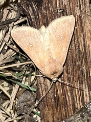 Mythimna albipuncta
