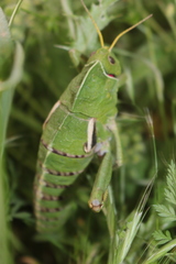 Pamphagus