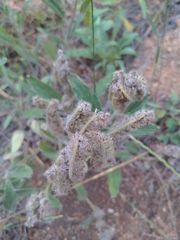 Phacelia