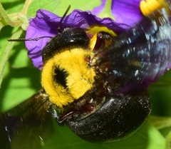 Xylocopa pubescens
